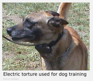 This dog is fitted with an electronic shock collar, the trainer typically holds a remote control in his hand to inflict painful corrections. 